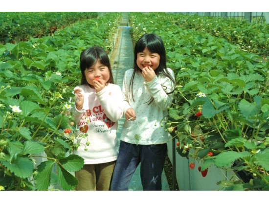阿蘇でいちご狩り!噂の生いちごソフト付!