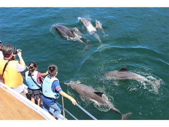 イルカウォッチングと美人の湯でご入浴