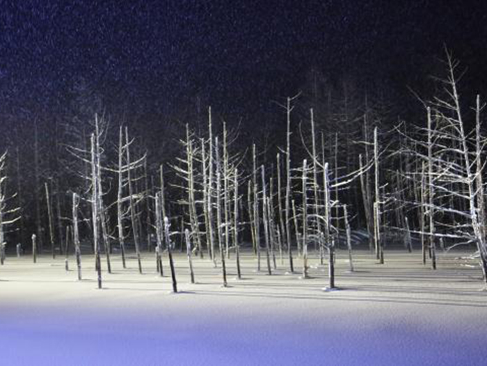 Shirogane Blue Pond Light Up (winter illumination)