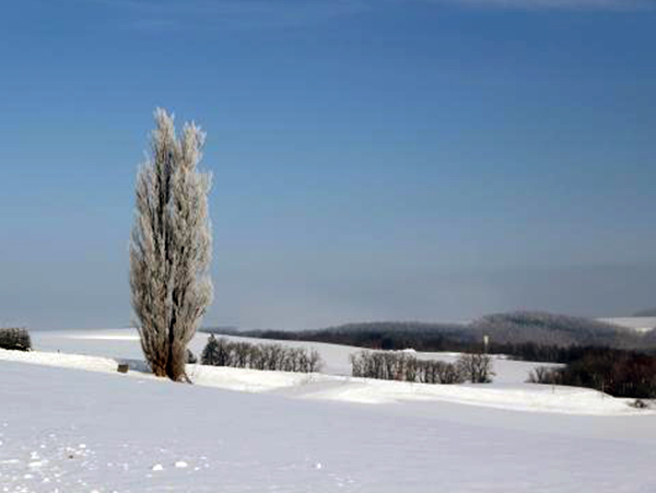 Ken and Mary's Tree(image)