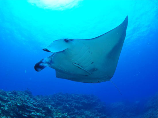 海の大物生物に会いに行こう!ファンダイビング!【要ライセンス】