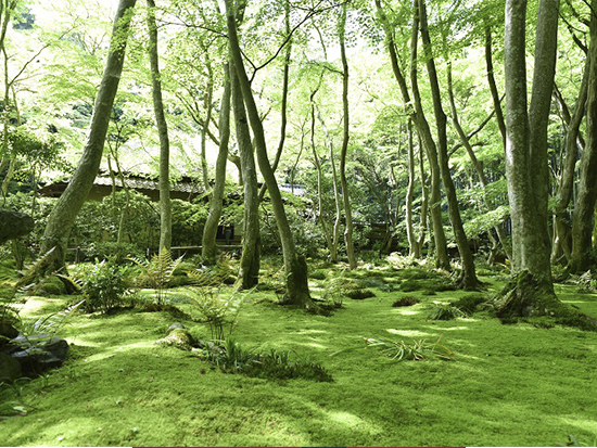 祇王寺 苔庭