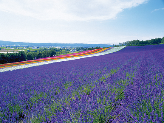 Farm Tomita (image)