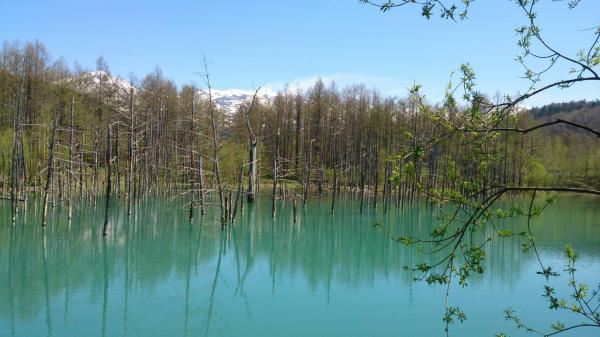 shirogane Blue Pond