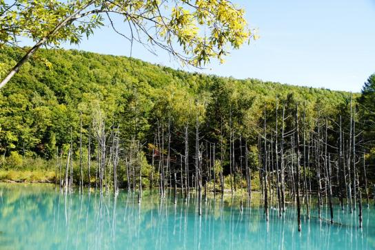 shirogane Blue Pond