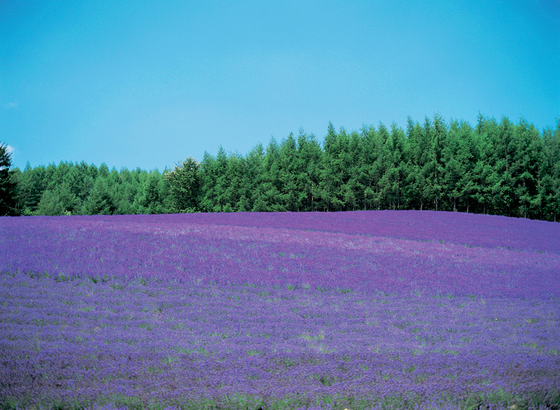 ファーム富田