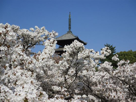 仁和寺