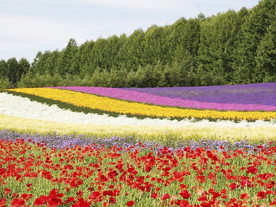 ファーム富田(イメージ)