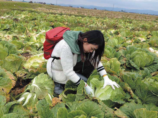Chinese cabbage harvest experience