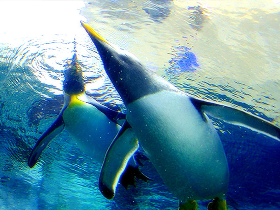 旭山動物園 ※イメージ