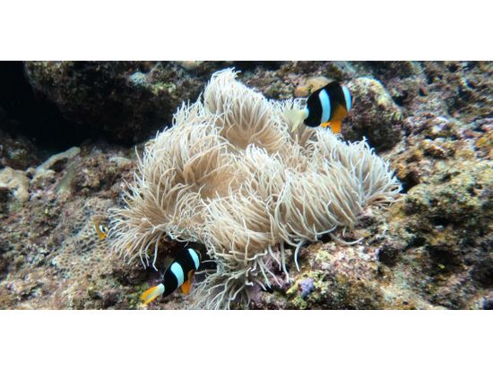 無人島ツアー 全メニューに器材レンタル、ペットボトル飲料付き【ベーシック】