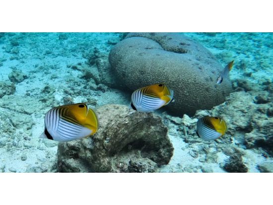 【那覇発】無人島ツアー 全メニューに器材レンタル、ペットボトル飲料付き【体験ダイビング1DIVE】