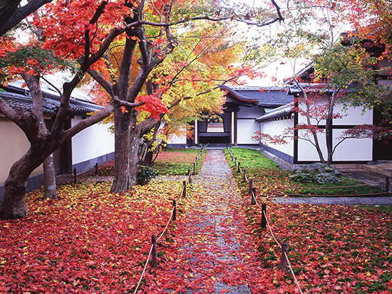 黄梅院唐門と紅葉