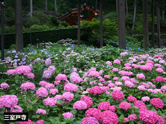 三室戸寺