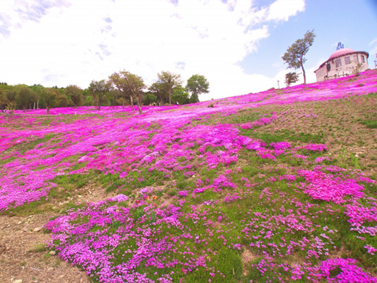 芝ざくら滝上公園