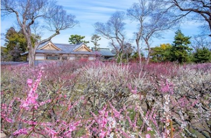 北野天満宮梅苑「花の庭」