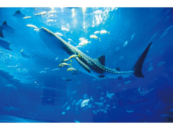 美ら海水族館 ※イメージ画像