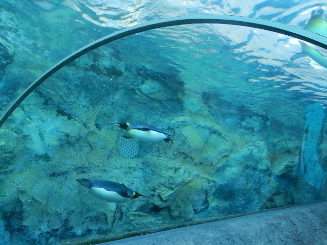 行動展示が人気の旭山動物園。間近で動物たちを観察してみよう　※写真はイメージ