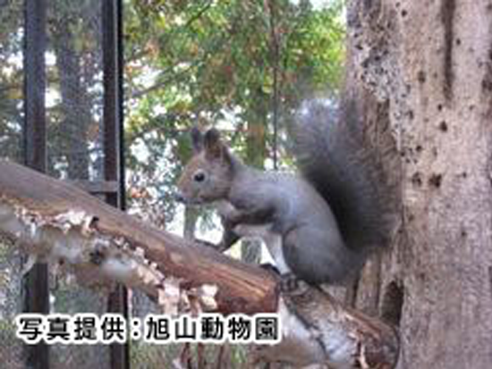 今や全国区の動物園“旭山動物園”へ